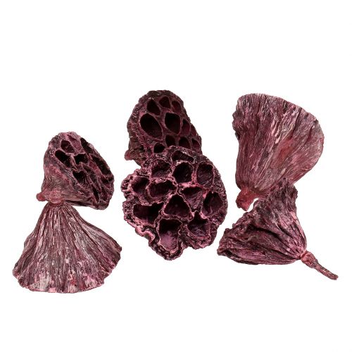 Artikel Lotuscapsules, droogbloemisterij, lotusbol roze, gewassen wit 50 stuks