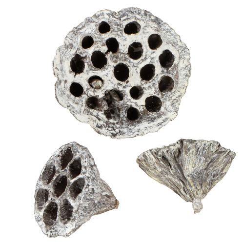 Floristik24 Lotos Natuurlijke Decoratieve Lotus Fles Wit Gewassen 6-8cm 50 stuks