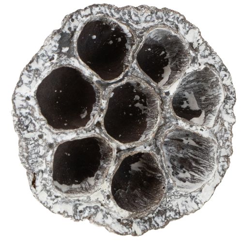 Artikel Lotos Natuurlijke Decoratieve Lotus Fles Wit Gewassen 6-8cm 50 stuks