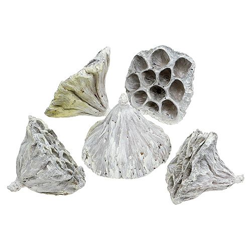 Floristik24 Lotus Naturel Deco Lotusbol Wit Gewassen 6-8cm 50 st