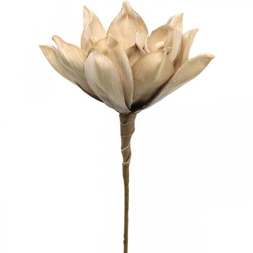 Blij Parelachtig Vlak Floristik24.nl Lotusbloem, lotusbloesem decoratie, kunstplant beige L66cm -  goedkoop online kopen