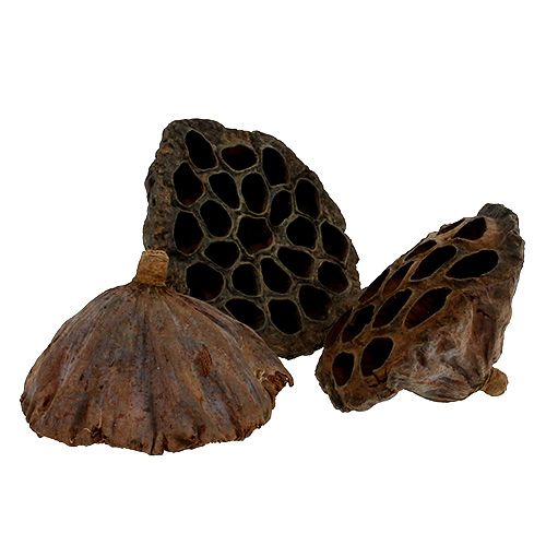 Lotos flacon groot 100st natuur
