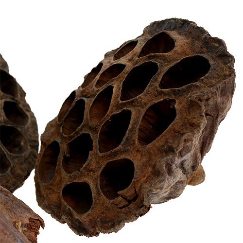 Artikel Lotusfles groot 100 stuks naturel