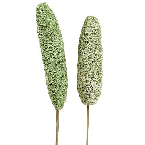 Artikel Luffa groot op stokje groen 25 st