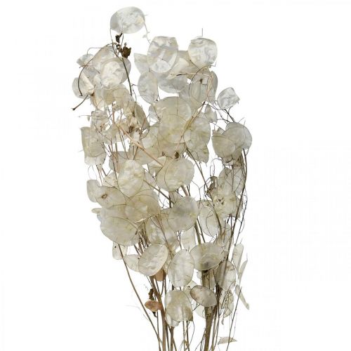 Artikel Lunaria gedroogde bloemen maanviolet zilverblad gedroogd 60-80cm 30g