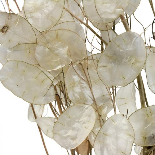 Floristik24 Lunaria gedroogde bloemen maanviolet zilverblad gedroogd 60-80cm 30g