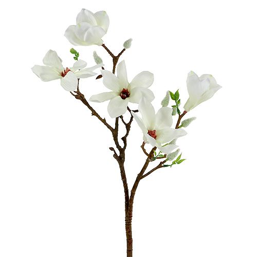Floristik24 Magnolia wit 51cm 3st