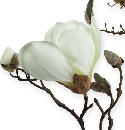 Floristik24 Magnolia tak wit 110cm