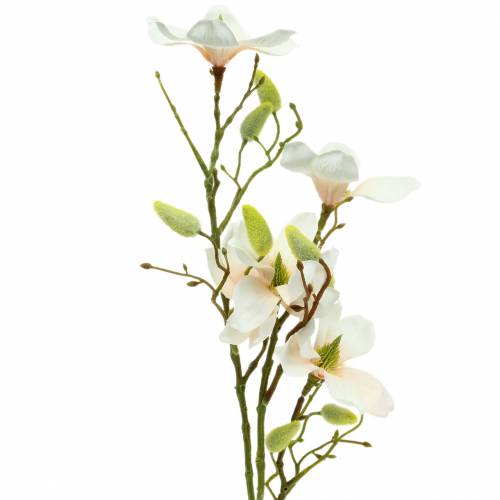 Magnolia Perzik 85cm