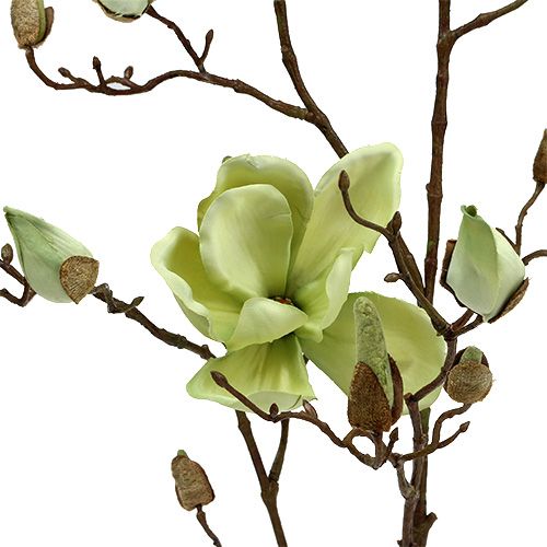 Artikel Magnolia tak groen L110cm