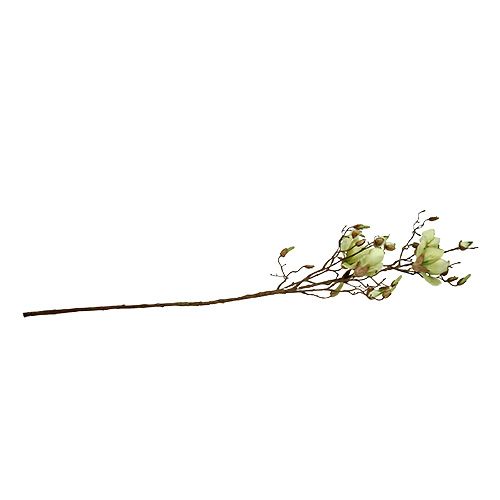 Floristik24 Magnolia tak groen L110cm