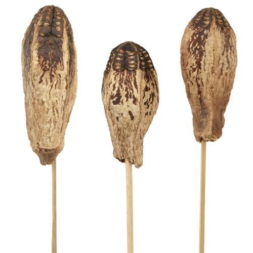 Artikel Mahonie Pod Pods Droge Decoratie Naturel 45cm 50 st