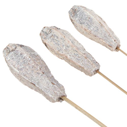 Artikel Mahonie peulen droge decoratie naturel wit 45cm 50 st