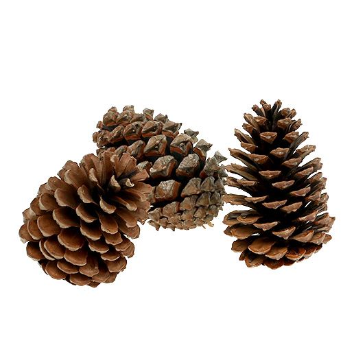 Floristik24 Maritima kegels 10/14 naturel 50 st