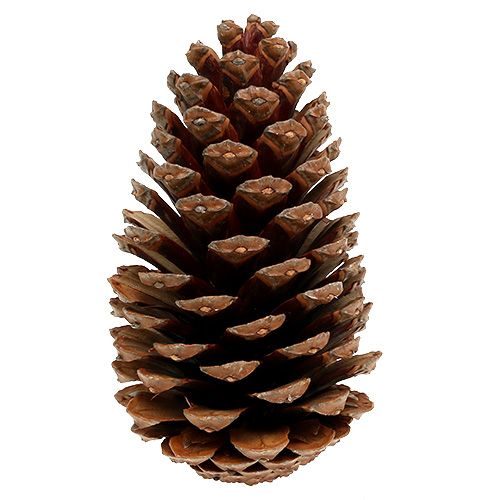 Floristik24 Maritima kegels 14/18 naturel 25 st