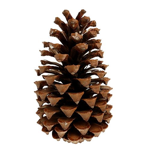 Floristik24 Maritima kegels 17+ naturel 25 st