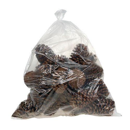 Floristik24 Maritima kegels 17+ naturel 25 st