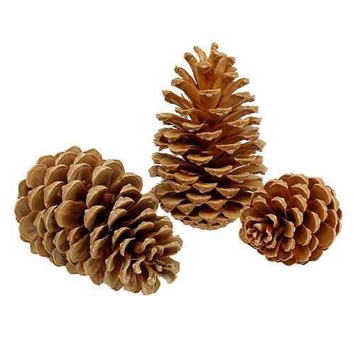 Floristik24 Maritima kegels crème-vanille gemengd 5-18cm 25 st
