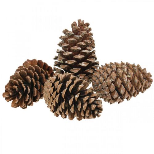 Artikel Maritima kegels, rouwbloemisterij, adventsdecoratie, natuurproduct H12-15cm Ø6,5-10cm 50 stuks