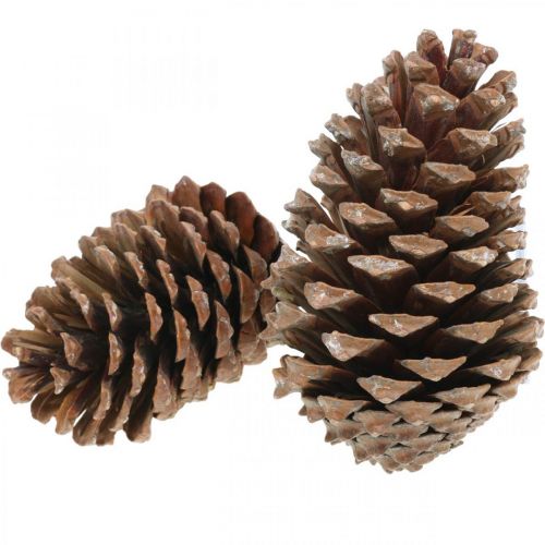 Artikel Maritima kegels, rouwbloemisterij, adventsdecoratie, natuurproduct H12-15cm Ø6,5-10cm 50 stuks