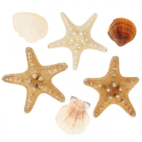 Floristik24 Maritieme decoratie schelpen zeester handwerk materiaal hagelslag