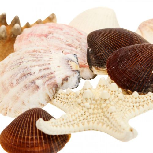 Floristik24 Maritieme decoratie schelpen zeester handwerk materiaal hagelslag