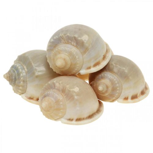 Floristik24 Maritieme decoratie slakkenhuizen zeeslakken 4–8cm 10 st
