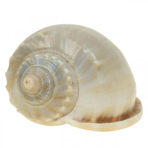 Floristik24 Maritieme decoratie slakkenhuizen zeeslakken 4–8cm 10 st