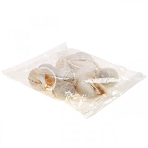 Floristik24 Maritieme decoratie slakkenhuizen zeeslakken 4–8cm 10 st