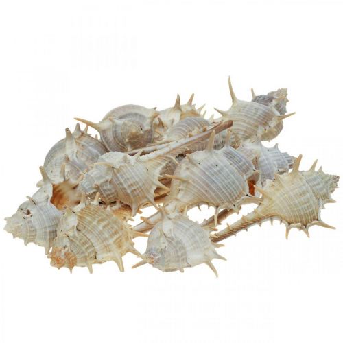 Floristik24 Maritieme decoratie slakkenhuizen doornige slak 3-6cm 1kg