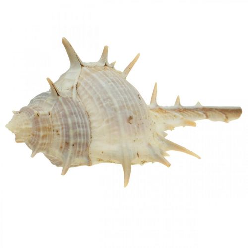 Floristik24 Maritieme decoratie slakkenhuizen doornige slak 3-6cm 1kg