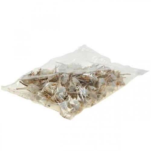 Floristik24 Maritieme decoratie slakkenhuizen doornige slak 3-6cm 1kg