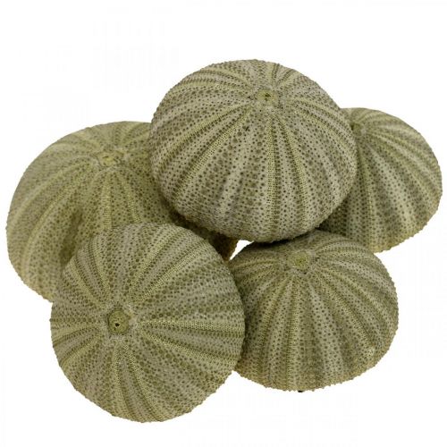 Floristik24 Maritieme decoratie zeeëgel decoratie groen zomerdecoratie Ø5-6cm 17 st