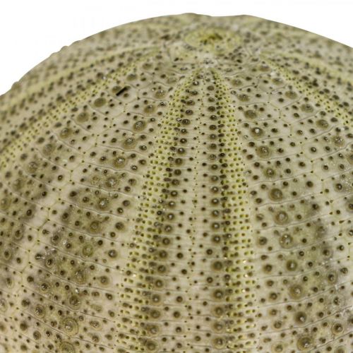 Artikel Maritieme decoratie zeeëgel decoratie groen zomerdecoratie Ø5-6cm 17 st