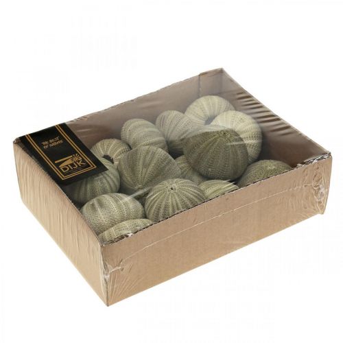 Artikel Maritieme decoratie zeeëgel decoratie groen zomerdecoratie Ø5-6cm 17 st