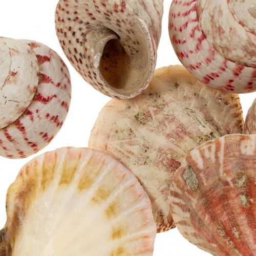 Floristik24 Maritieme decoratie echte schelpen slakkenhuizen decoratie 700g