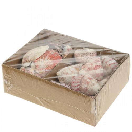 Floristik24 Maritieme decoratie echte schelpen slakkenhuizen decoratie 700g