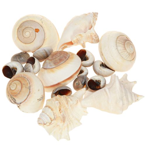 Floristik24 Zeeslakkenhuis, maritiem natuurlijk, 400g