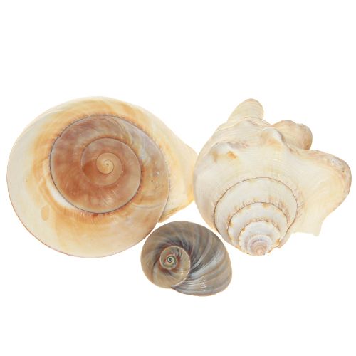 Artikel Zeeslakkenhuis, maritiem natuurlijk, 400g
