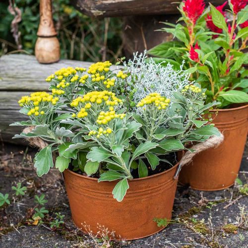 Floristik24 Metalen pot met touwgrepen, plantenschaal, herfst, patina Ø22cm H12cm