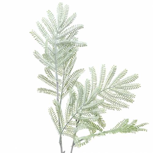 Floristik24 Siertak mimosa groen frost effect 63cm