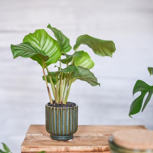 Floristik24 Mini bloempot, keramiek plantenbak, golfkarton groen, bruin Ø8cm H8.5cm
