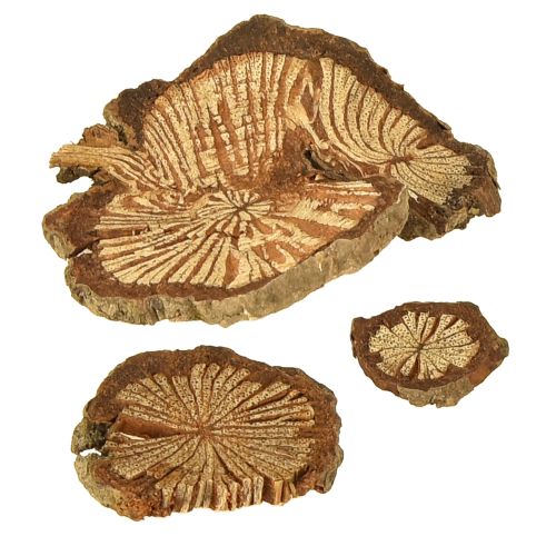 Artikel Mini houten schijfjes betelnootdecoratie met korrel 1-4,5cm 300g