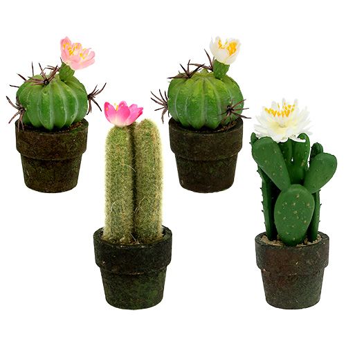 Floristik24 Mini cactus met bloemen H9-12cm 4st