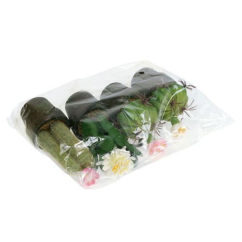 Floristik24 Mini cactus met bloemen H9-12cm 4st
