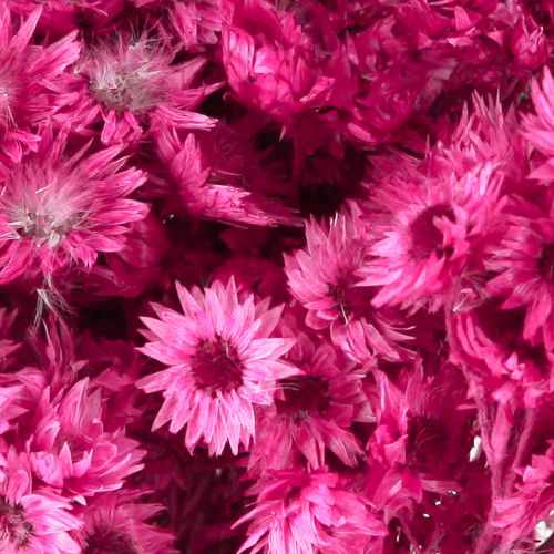 Artikel Mini Strobloem Roze Gedroogde Bloem Rotsbloem H20cm 15g