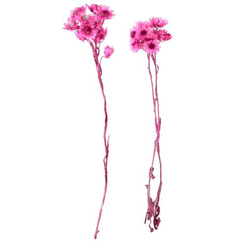 Artikel Mini Strobloem Roze Gedroogde Bloem Rotsbloem H20cm 15g