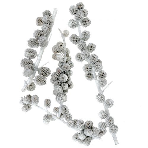 Floristik24 Casuarina kegels op de tak wit-grijs gewaxt 250 g