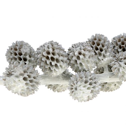 Floristik24 Casuarina kegels op de tak wit-grijs gewaxt 250 g