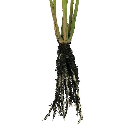 Floristik24 Mini gras met wortels 18cm groen 6st